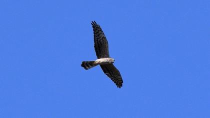 Pallid Harrier