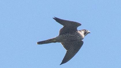 Peregrine Falcon