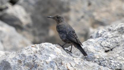 Blue Rock Thrush