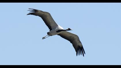 Demoiselle Crane