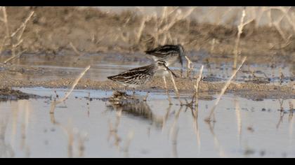 Broad-billed Sandpiper