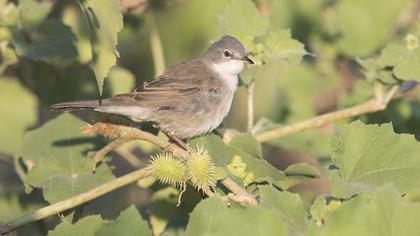 Common Whitethroat