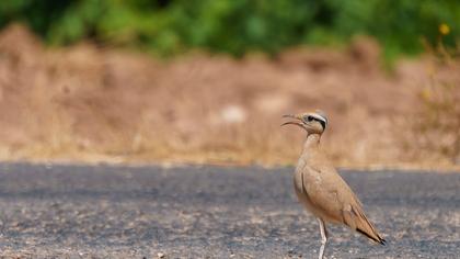 Cream-colored Courser