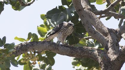 Levant Sparrowhawk