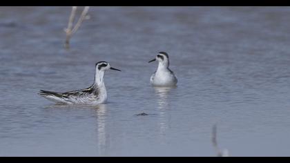 Red-necked Phalarope