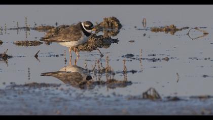 Common Ringed Plover