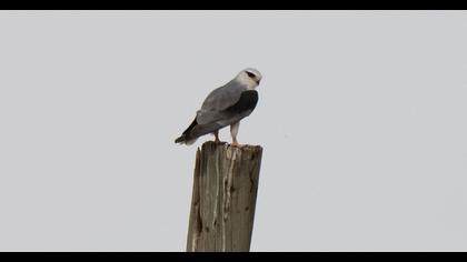 Black-winged Kite