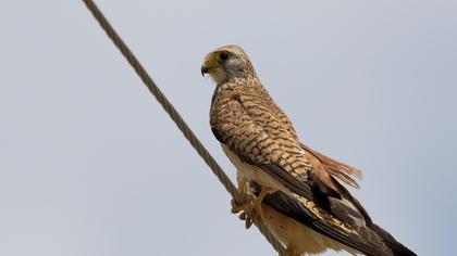 Common Kestrel