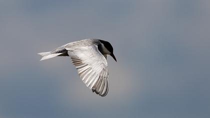 Common Tern