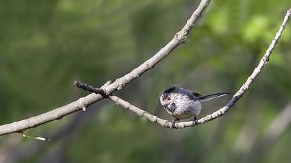 Long-tailed Tit
