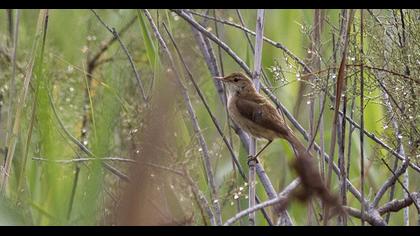 Savi`s Warbler