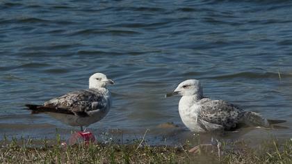 Caspian Gull