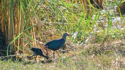 Purple Swamphen