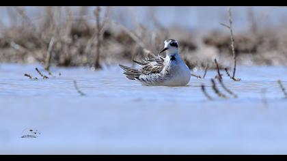 Red-necked Phalarope