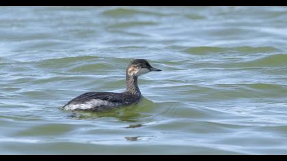 Black-necked Grebe
