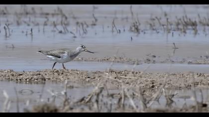 Terek Sandpiper