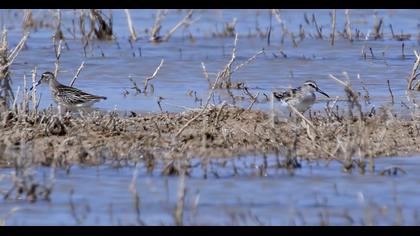 Broad-billed Sandpiper