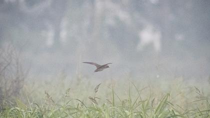 Corn Crake