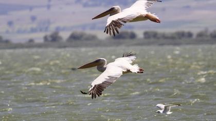 Great White Pelican