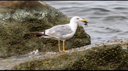 Yellow-legged Gull