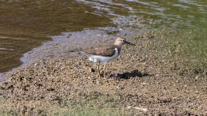 Common Sandpiper