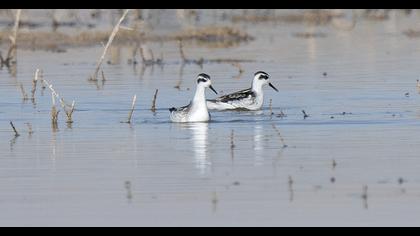 Red-necked Phalarope