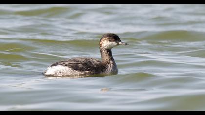 Black-necked Grebe