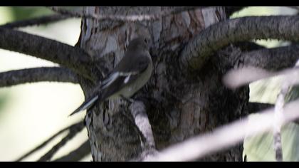 Semicollared Flycatcher