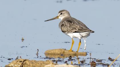 Terek Sandpiper