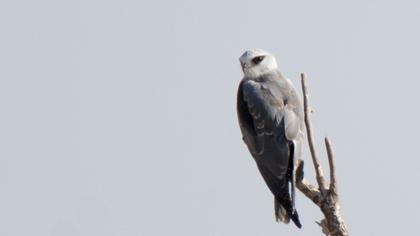 Black-winged Kite