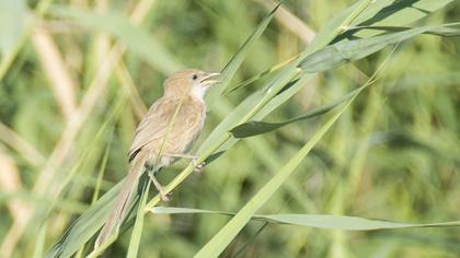 Iraq Babbler