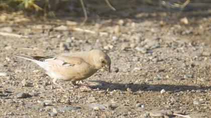Desert Finch