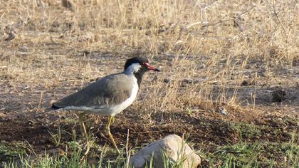 Red-wattled Lapwing