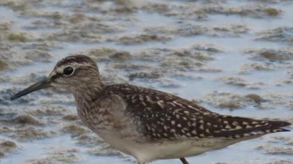 Wood Sandpiper