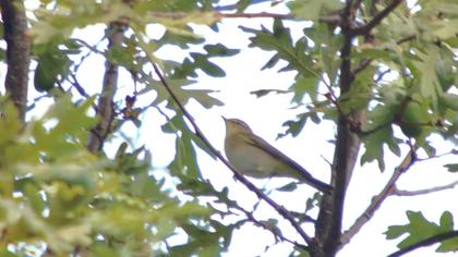 Willow Warbler