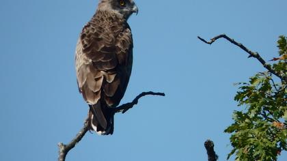 Short-toed Snake Eagle