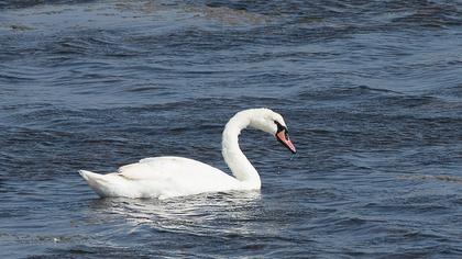 Mute Swan