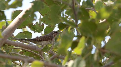 Eurasian Wryneck