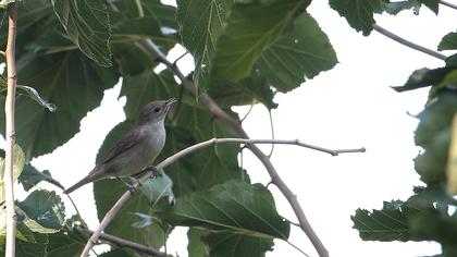 Garden Warbler