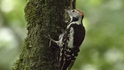 Middle Spotted Woodpecker