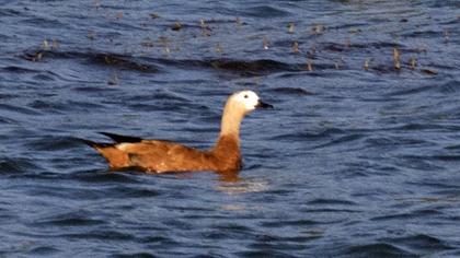 Ruddy Shelduck