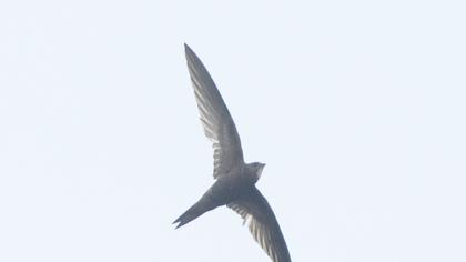Pallid Swift