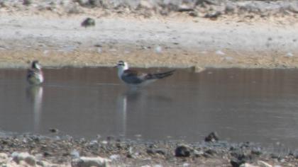 White-winged Tern