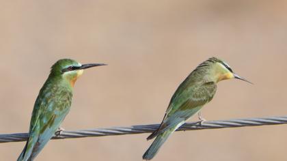 Blue-cheeked Bee-eater