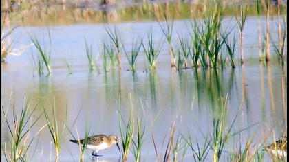 Curlew Sandpiper
