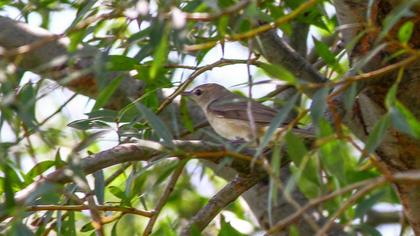 Garden Warbler