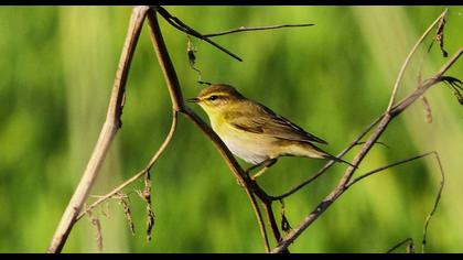 Willow Warbler