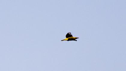 Eurasian Golden Oriole