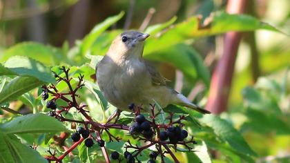Garden Warbler