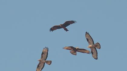 Black Kite